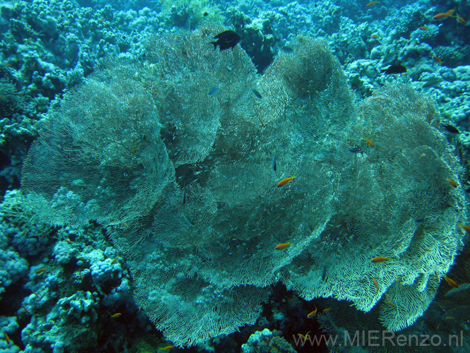 20100518121140  Egypte - Hickson's Giant Seafan