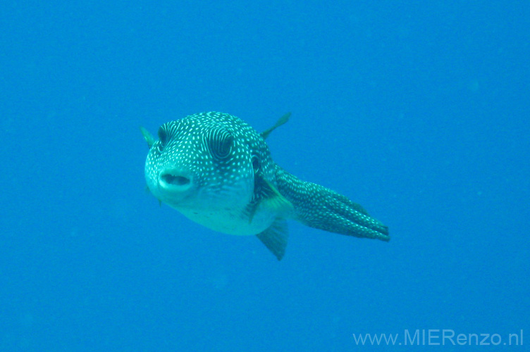 20100518121449  Egypte - Masked Pufferfish