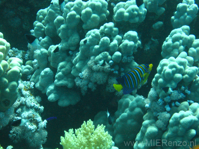 20100518123211  Egypte - Royal Angelfish