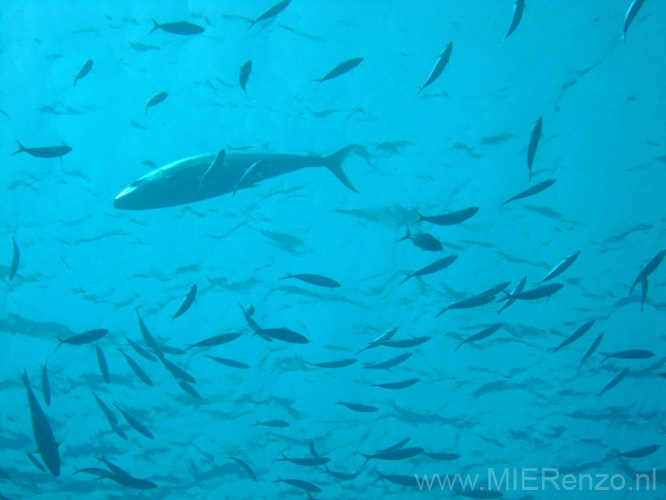 20100518161537  Egypte - Makreel (trevallyfish)