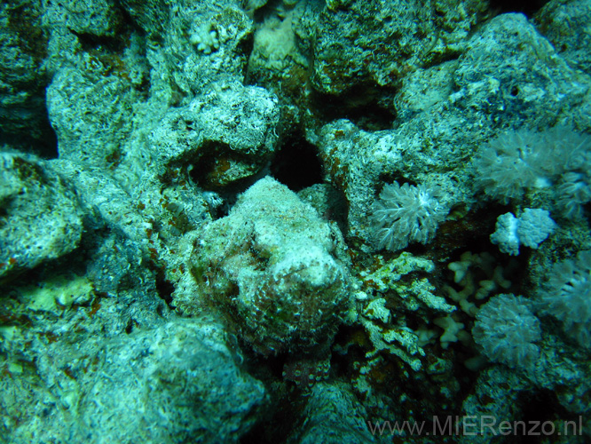 20100519111755-a  Egypte - Zoek de Devil Scorpionfish