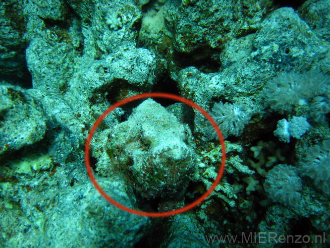 20100519111755-b  Egypte - Hier is de Devil Scorpionfish!