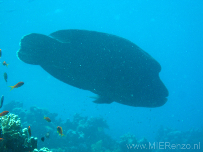 20100519112542  Egypte - En de grote Napoleonvis!!