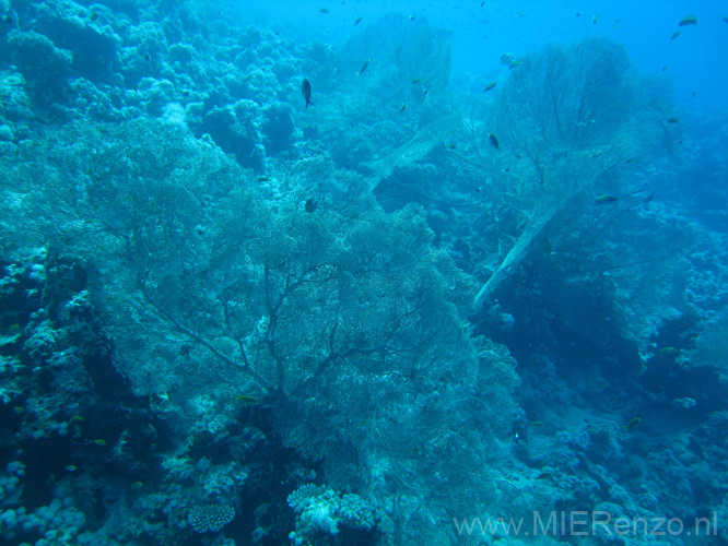 20100519114024  Egypte - Hickens's Giant Seafan