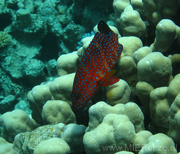 20100519115540  Egypte - Half spotted grouper