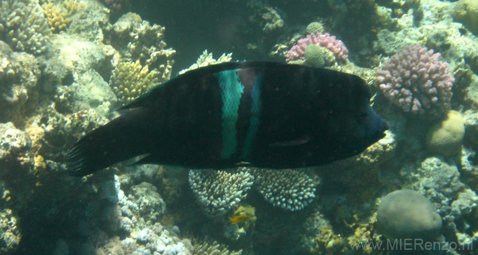 20100520122828  Egypte - Broomtail Wrasse