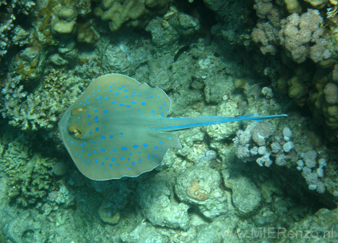 20100520125221  Egypte - Bluespotted Stingray