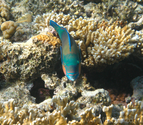 20100520173318  Egypte - papegaaivis