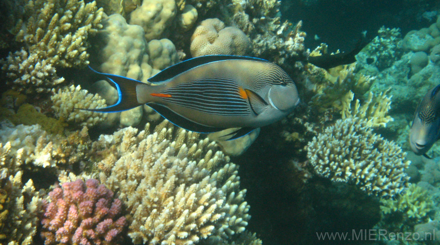 20100520173408  Egypte - Sohal Surgeonfish