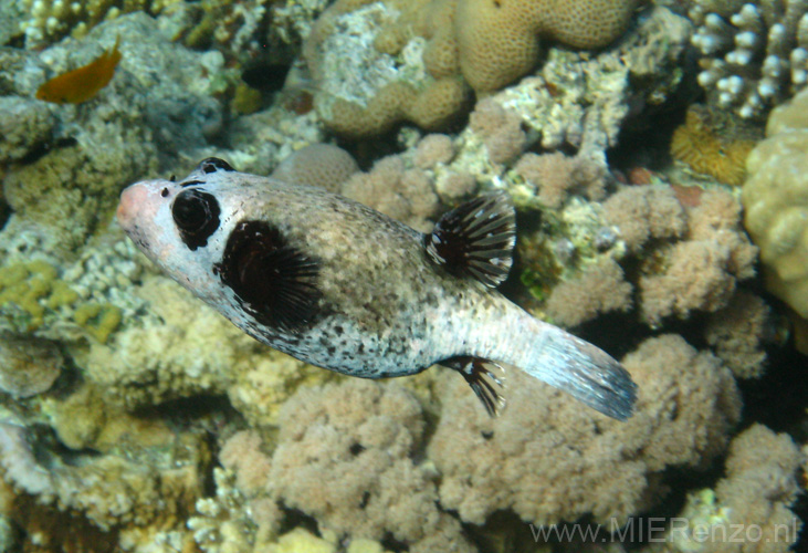 20100520173532  Egypte - Masked Pufferfish