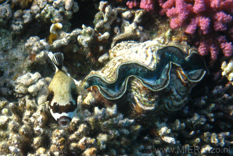 20100520174142  Egypte - Masked Pufferfish