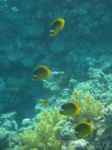 20100520175025  Egypte - Striped Butterflyfish