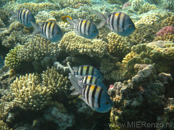 20100520175352  Egypte - Sergeant Major