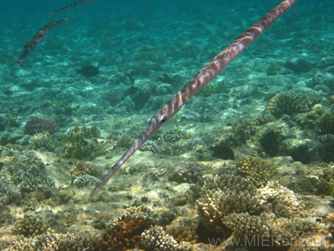 20100521121451  Egypte - Cornetfish