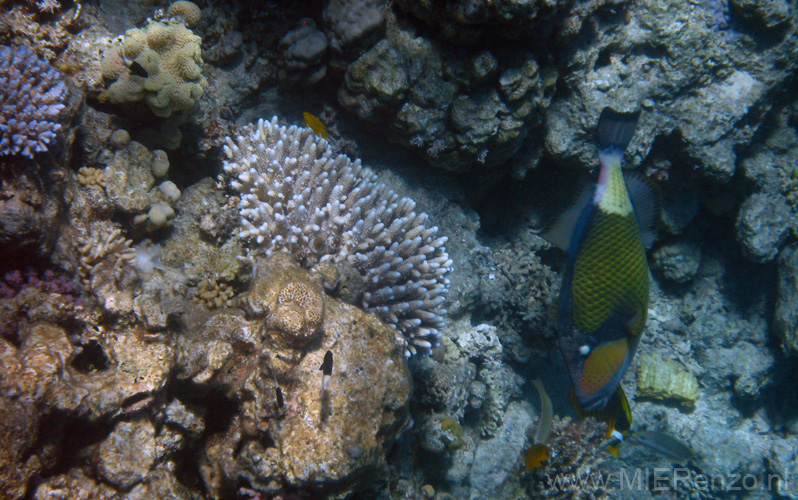 20100521125322  Egypte - Giant Trigger Fish