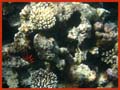 20100515160617  Egypte - koraal
