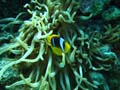 20100518115651  Egypte - Red Sea Anemonefish alias Nemo