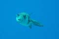 20100518121449  Egypte - Masked Pufferfish