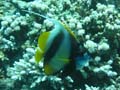 20100518123613  Egypte - Red Sea Bannerfish