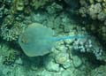 20100520125221  Egypte - Bluespotted Stingray