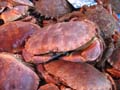 alles G (88) crabjes 