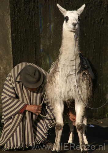 20080503 A (19) Zumbahua - Ecuador in 1 plaatje - lama-hoed-poncho