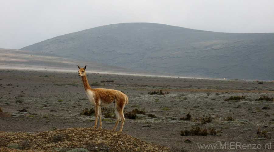 20080505 A (10) Chimborazo - vicuna (kleine lama)