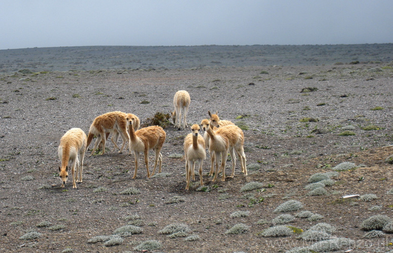 20080505 A (11a) Chimborazo - vicuna's