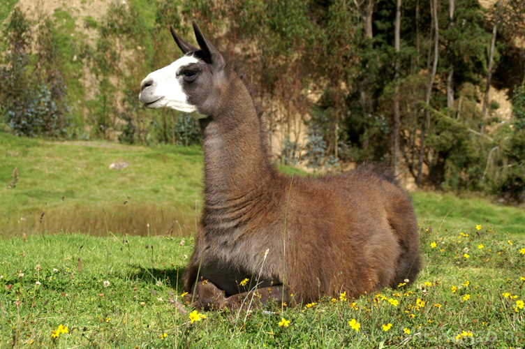 20080507 B (13) Ingapirca - lama