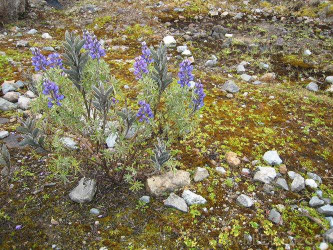 20080510 A (00) El Cajas