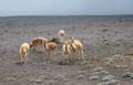 20080505 A (11a) Chimborazo - vicuna's