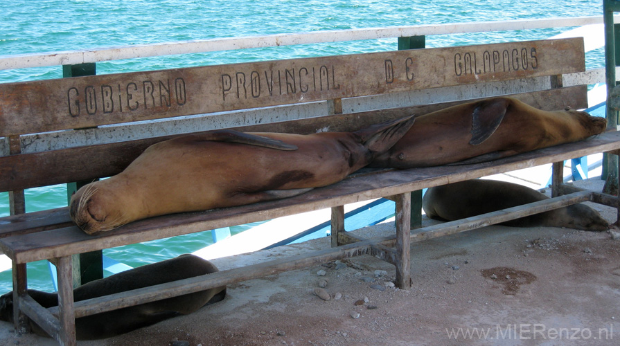 20080511 A (05) Aankomst Galapagos Eilanden - welkom door zeeleeuwen
