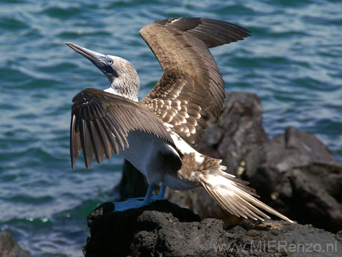 20080511 A (10) Aankomst Galapagos Eilanden - welkom door de blue footed booby