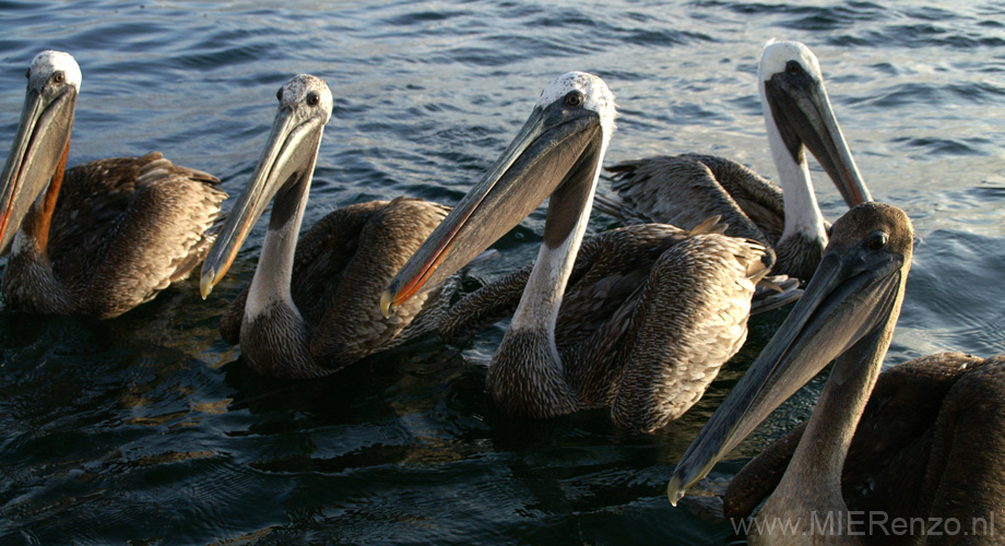 20080511 A (60) Pelikanen wachten op visafval van onze boot