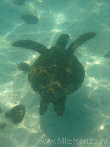 20080512 B (70) Santa Fé - Snorkelen - schildpad!!