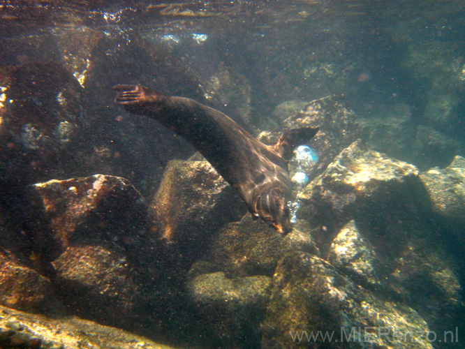 20080512 B (96) Santa Fé - Snorkelen - zeeleeuwen!!