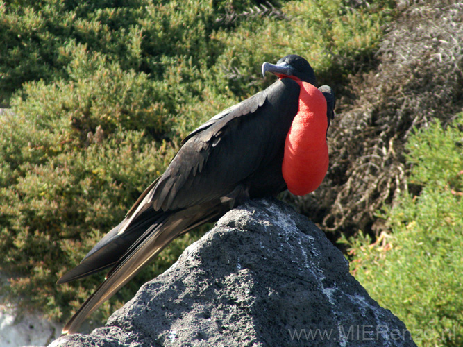 20080512 C (19) Santa Fé - Fregatvogel in vol ornaad!