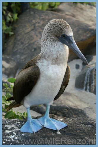 20080513 A (14) Espagnola - Blue Footed Booby