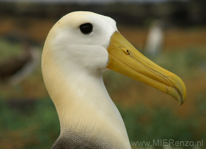 20080513 A (75) Espagnola - Galapagos Albatros