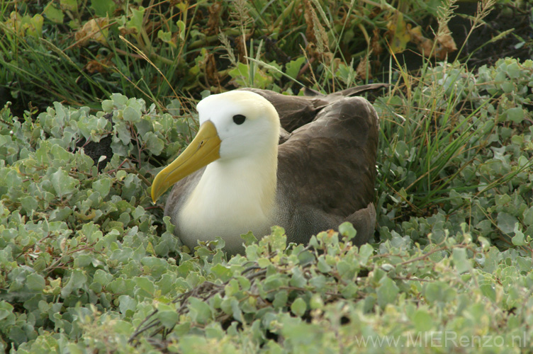 20080513 A (96) Espagnola - Galapagos Albatros