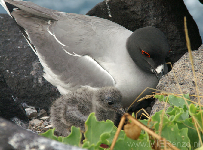 20080513 B (07) Espagnola - Galapagos meeuw