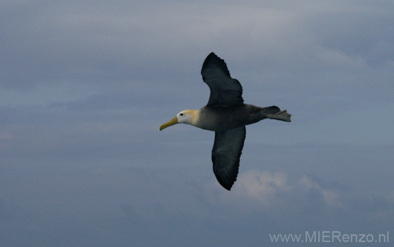 20080513 B (12) Espagnola - Galapagos Albatros