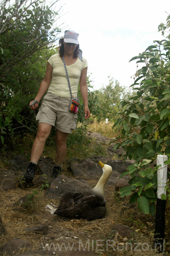 20080513 B (18) Espagnola - Galapagos Albatros gaat niet voor ons uit de weg!