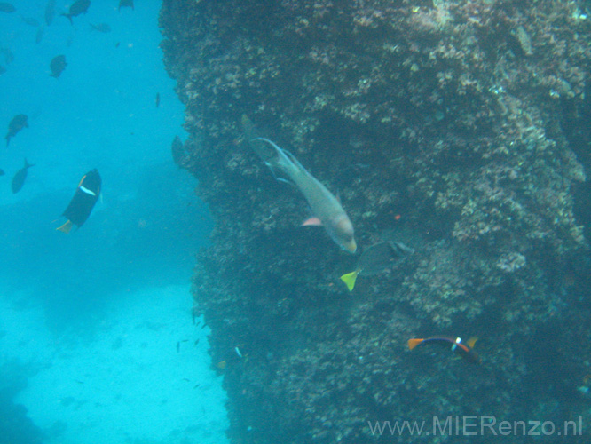 20080514 A (39) Floreana - Snorkelen bij Devils Crown