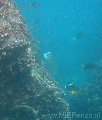 20080514 A (40) Floreana - Snorkelen bij Devils Crown