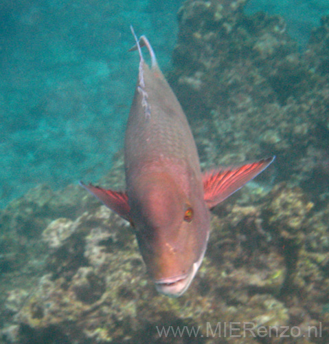 20080514 A (48) Floreana - Snorkelen bij Devils Crown