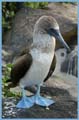 20080513 A (14) Espagnola - Blue Footed Booby