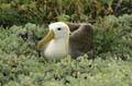 20080513 A (96) Espagnola - Galapagos Albatros