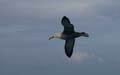 20080513 B (12) Espagnola - Galapagos Albatros