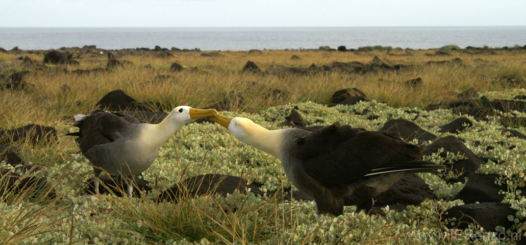 20080513 A (93) Espagnola - Galapagos Albatrossen